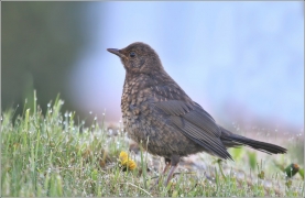 <p>KOS ČERNÝ (Turdus merula) /Common blackbird - Amsel/</p>